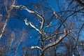 Last snow on branches Royalty Free Stock Photo