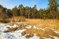 Last snow at spring field and pine forest Royalty Free Stock Photo