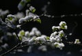 Last snow of spring forest Royalty Free Stock Photo