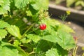 Last strawberry in the bed. Organic garden. Royalty Free Stock Photo