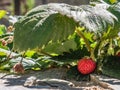 The last strawberry of a Fragaria vesca plant Royalty Free Stock Photo