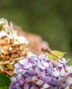 Last of the summer dragonflies. Common Darter Sympetrum striolatum on hydrangea. Royalty Free Stock Photo