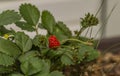 Last summer red nice strawberry with green leafs Royalty Free Stock Photo