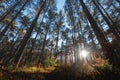 Last sun shining trough the pine forest during autumn, Tirol, Austria