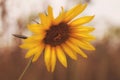 The last sunflower, a solitary yellow flower on the autumn withered field Royalty Free Stock Photo