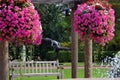 Statue surrounded by pink and white flowers