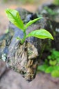 The last tea leaf growth