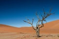 The last tree in the desert