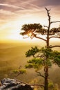 Last tree on exposed cliff cliff in mountains in fog