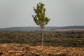 The last tree in the forest, long shot