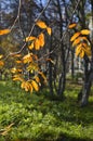 The Last unfall leaves on the Mountain ash Royalty Free Stock Photo