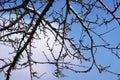 The last weakened snow covered the branches. Royalty Free Stock Photo