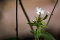 White flower with gorgeous pink hued bokeh tact sharp