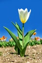 Last white tulip in a tulip field in Texas