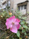 Last wild rose flower in late autumn