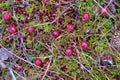 Last year cranberries in the moss in spring