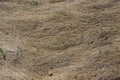 Last year dry grass spreads on the ground in spring. Early autumn, dead grass lies tightly on the ground. Texture background