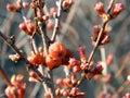 Last year`s berries hang on flowering branches in spring Royalty Free Stock Photo