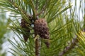 Last year\'s brown cones on a pine branch against a blue spring sky. A luxurious long needle on a pine branch.