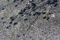 Plant shadows on the seashore rock