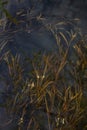 Dried grass under the high water Royalty Free Stock Photo