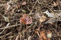 Last year`s grass and dry leaf close-up. Dry old grass texture. Vintage style for design, background Royalty Free Stock Photo