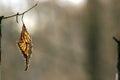 Last year`s leaf hangs on a branch Royalty Free Stock Photo