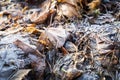 Last year`s leaves with frost, winter, Poland Royalty Free Stock Photo