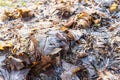 Last year`s leaves with frost, winter Royalty Free Stock Photo