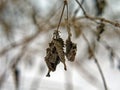Last year\'s leaves hanging on a branch Royalty Free Stock Photo