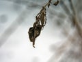 Last year\'s leaves hanging on a branch Royalty Free Stock Photo