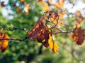 Last year's leaves hanging on a tree Royalty Free Stock Photo