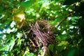 Last year`s nest of a small forest bird
