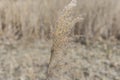 Last year`s reed inflorescence