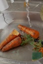 Last year sprouted carrot is washed in kitchen sink