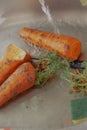 Last year sprouted carrot is washed in kitchen sink