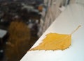 Last yellow fallen birch leaf