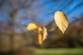 Last yellow leaf of autumn Royalty Free Stock Photo