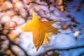 Last leaf of autumn Royalty Free Stock Photo