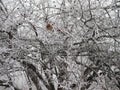 Last yellow leaf on a branching tree covered with snow at the beginning of winter Royalty Free Stock Photo