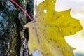 The last yellow leaf growing from a tree bark Royalty Free Stock Photo