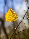 The last leaf of the tree in autumn, blur background Royalty Free Stock Photo