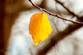 The last yellow leaf on a tree branch