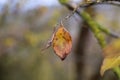 The last yellow leaf on the tree branch Royalty Free Stock Photo