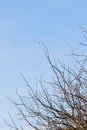 The last yellow leaf on a tree branch in autumn against a clear sky Royalty Free Stock Photo