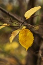 Last yellow leaves hanging on branch of tree, natural blurred background, autumn woodland