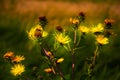 Last yellow stars of autumn