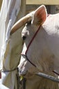 Side view of the muzzle of a chianina cow
