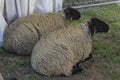 Two sheeps sit on the ground Royalty Free Stock Photo