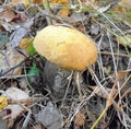 Mushrooms of Russia - yellow-brown aspen (mixed-skinned)